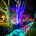 RD-Lights-the-Night---Lit-Trees-on-49th-Street 120x120