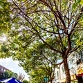 Summer - Downtown - Ross Street Patio Looking West - Portrait - 1- 120 x 120