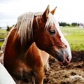 Summer - Heritage Ranch - Horses - Landscape - 1- 120 x 120