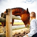 Summer - Heritage Ranch - Horses - Landscape - 13- 120 x 120