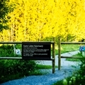Summer - Red Deer Park - Gaetz Lake Sanctuary - Close Up - Landscape- 120 x 120