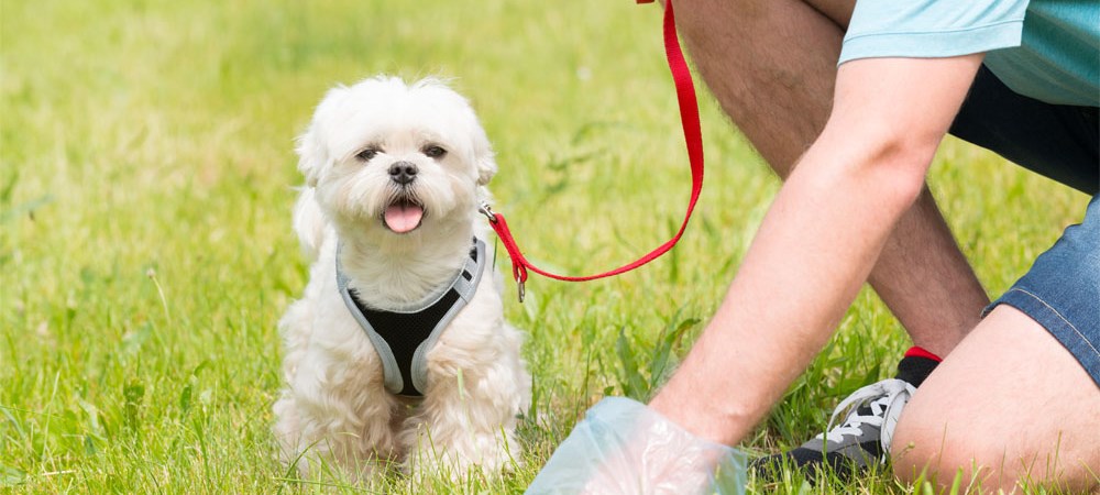 Pick up dog poop